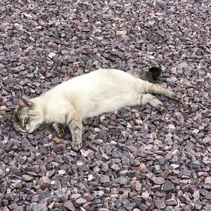 Meet your Posher, Skull